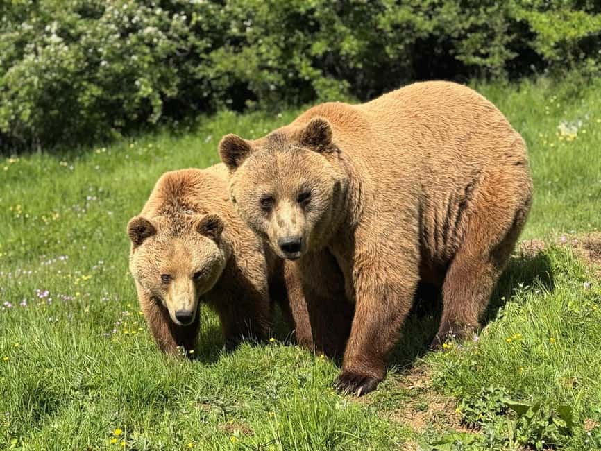 From Skopje:Day Trip to Pristina,Bear Sanctuary&Gadime Cave - FAQ