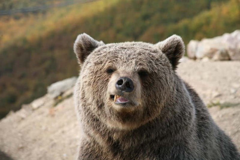 Kosovo: Bear Sanctuary Prishtina, (guided tour & shuttle) - Who should book this bear sanctuary experience