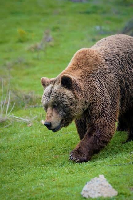 Kosovo: Bear Sanctuary Prishtina, (guided tour & shuttle) - Getting from Prishtina to the sanctuary, with a short sunrise stop