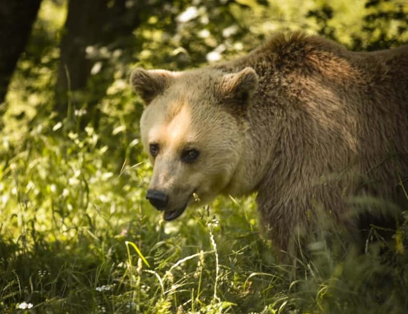 Kosovo: Bear Sanctuary Prishtina, (guided tour & shuttle) - Enclosures, foraging, and natural behavior you can actually see