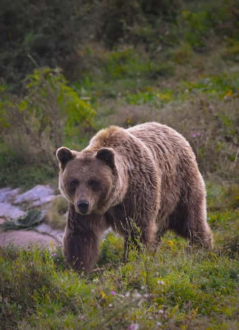 Kosovo: Bear Sanctuary Prishtina, (guided tour & shuttle) - Visitor center time, learning projects, and supporting care