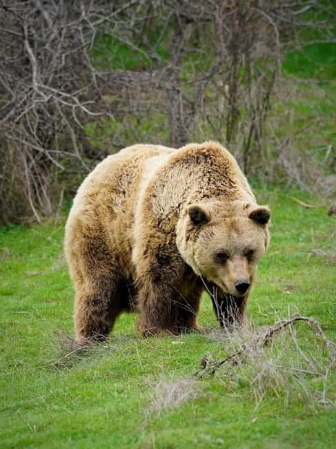 Kosovo: Bear Sanctuary Prishtina, (guided tour & shuttle) - Coffee, brunch, and coffee tasting at the sanctuary bistro