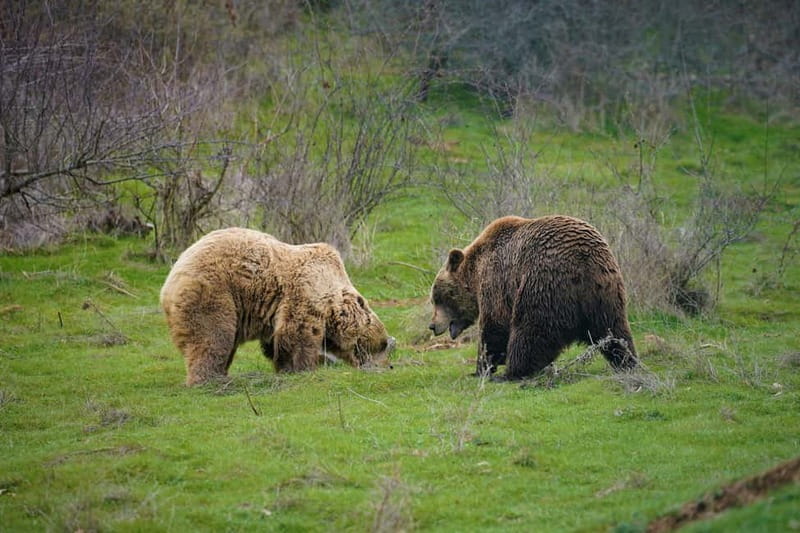 Kosovo: Bear Sanctuary Prishtina, (guided tour & shuttle) - Price and value: why $76 feels fair for what’s included