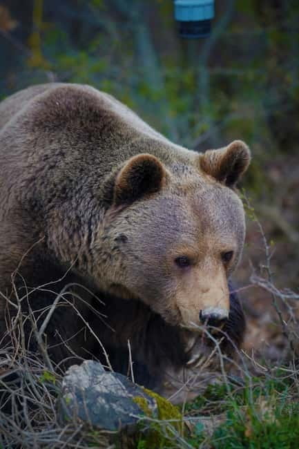 Kosovo: Bear Sanctuary Prishtina, (guided tour & shuttle) - Tour logistics that affect your day (and how to prepare)